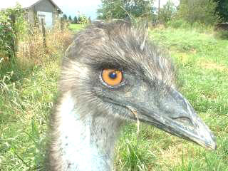 bird1.jpg (15635 bytes)