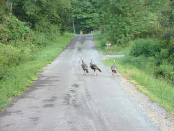 turkeys.jpg (43664 bytes)